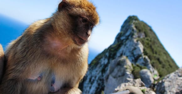 From Málaga: Gibraltar with Free Time & Expert Guidance