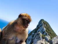 Excursão a Gibraltar de Málaga - Housity