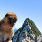 From Malaga: Full-Day Trip to Gibraltar
