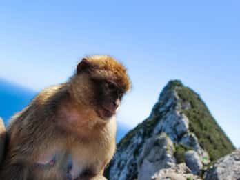 Von Malaga aus: Tagestour nach Gibraltar
