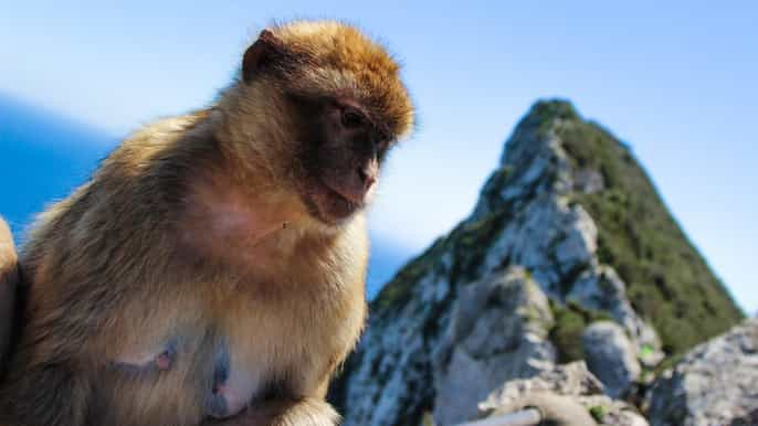 Desde Málaga: Excursión de un día a Gibraltar