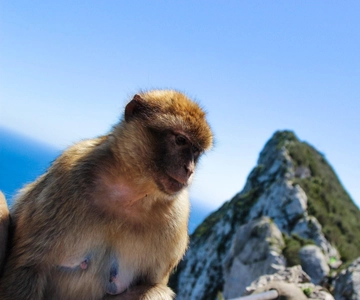 From Malaga: Full-Day Trip to Gibraltar