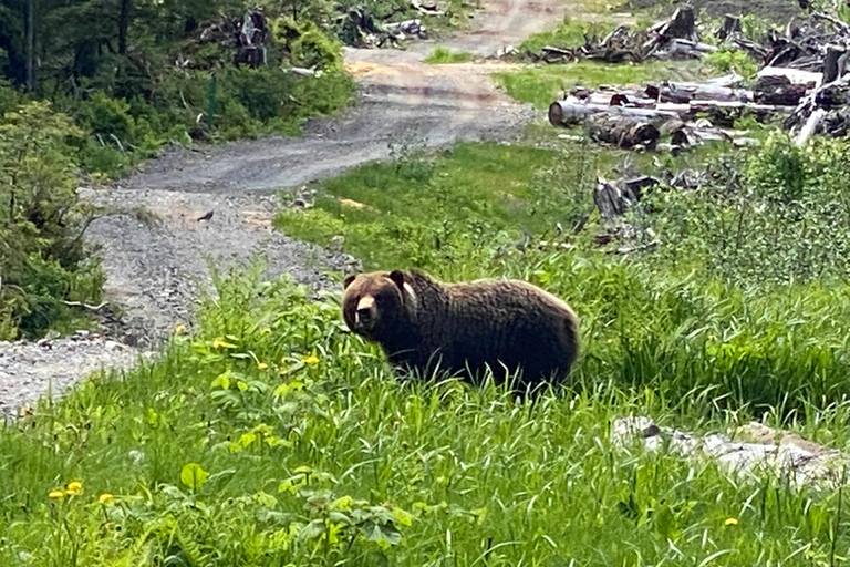 Hoonah: Ricerca di orsi bruni sull'isola di ChichagofHoonah: ricerca dell'orso bruno dell'isola di Chichagof