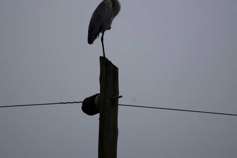 Kigali: 5-Day Birdwatching Tour Across Rwanda