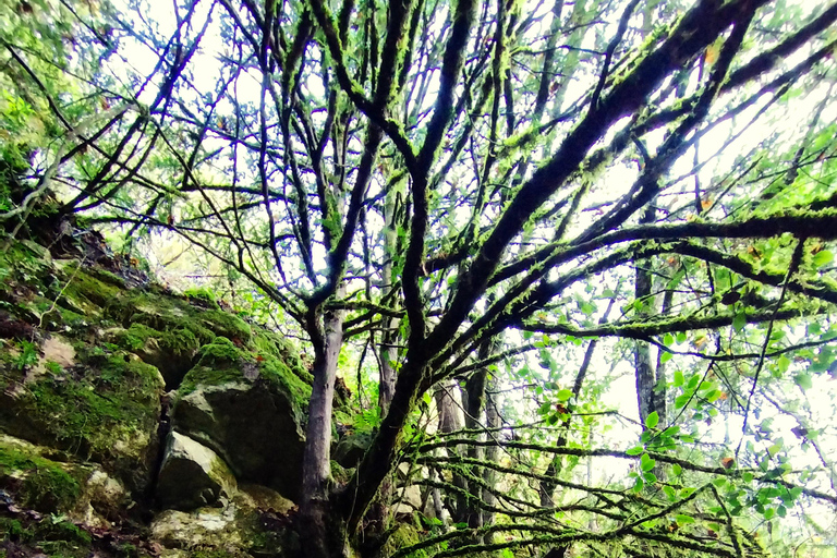 Tarragona: Prades Mountains Forest Bathing and Meditation