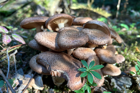 Sofia: Culinary Adventure To The Fungi And Botanical Kingdom