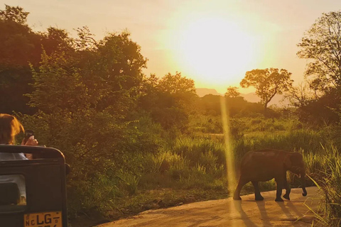 From Sigiriya: Hurulu Eco Park Sunset Jeep Safari