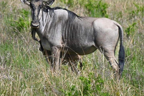 Day Trip Safari from zanzibar to mikumi using ferry and car