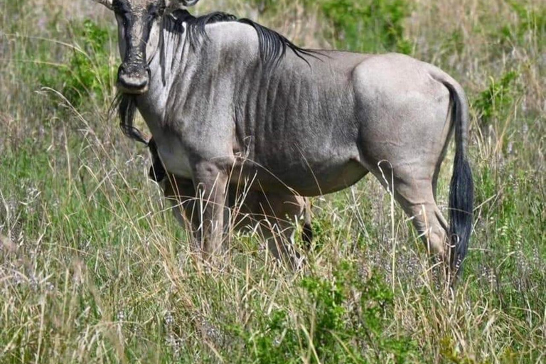 Day Trip Safari from zanzibar to mikumi using ferry and car