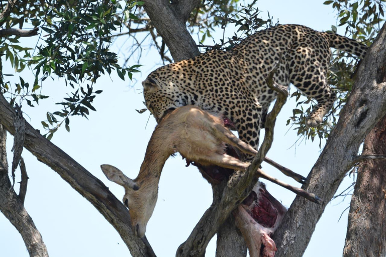 Maasai Mara 3-Day Migration Window Journey