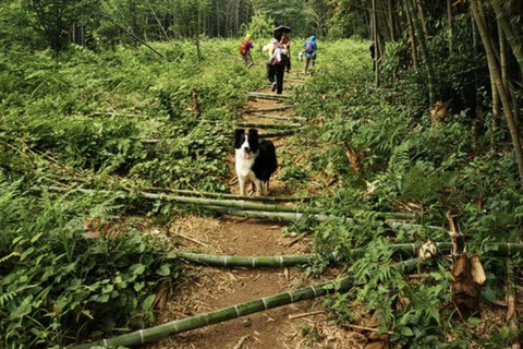 shanghai: Dongming Bamboo & Farm Picking Private Day Trip