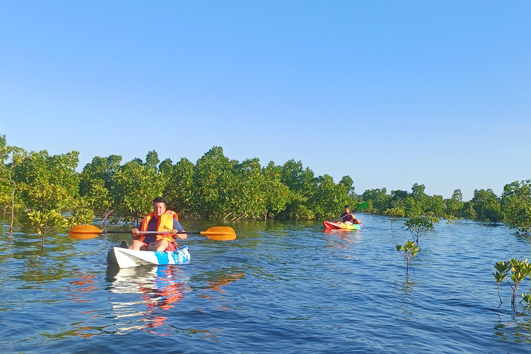 UZI ISLAND MANGROVE CONSAVATION WITH KAYAK TOUR PRIVATE TOUR WITH TRANSFER INCLUDED