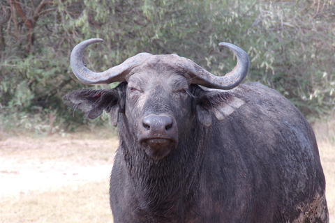 Kigali: 4-Day Gorilla, Wildlife, and Chimpanzee Trekking