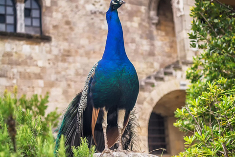 Rhodes: Filerimos & Valley of the Butterflies & Wine Tasting Tour With Pick up From FALIRAKI & KALLITHEA