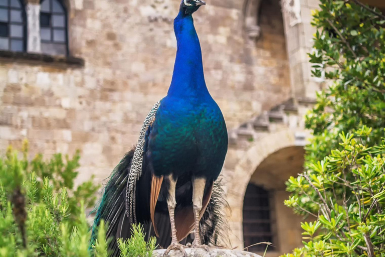 Rhodes: Filerimos & Valley of the Butterflies & Wine Tasting Tour With Pick up From FALIRAKI & KALLITHEA