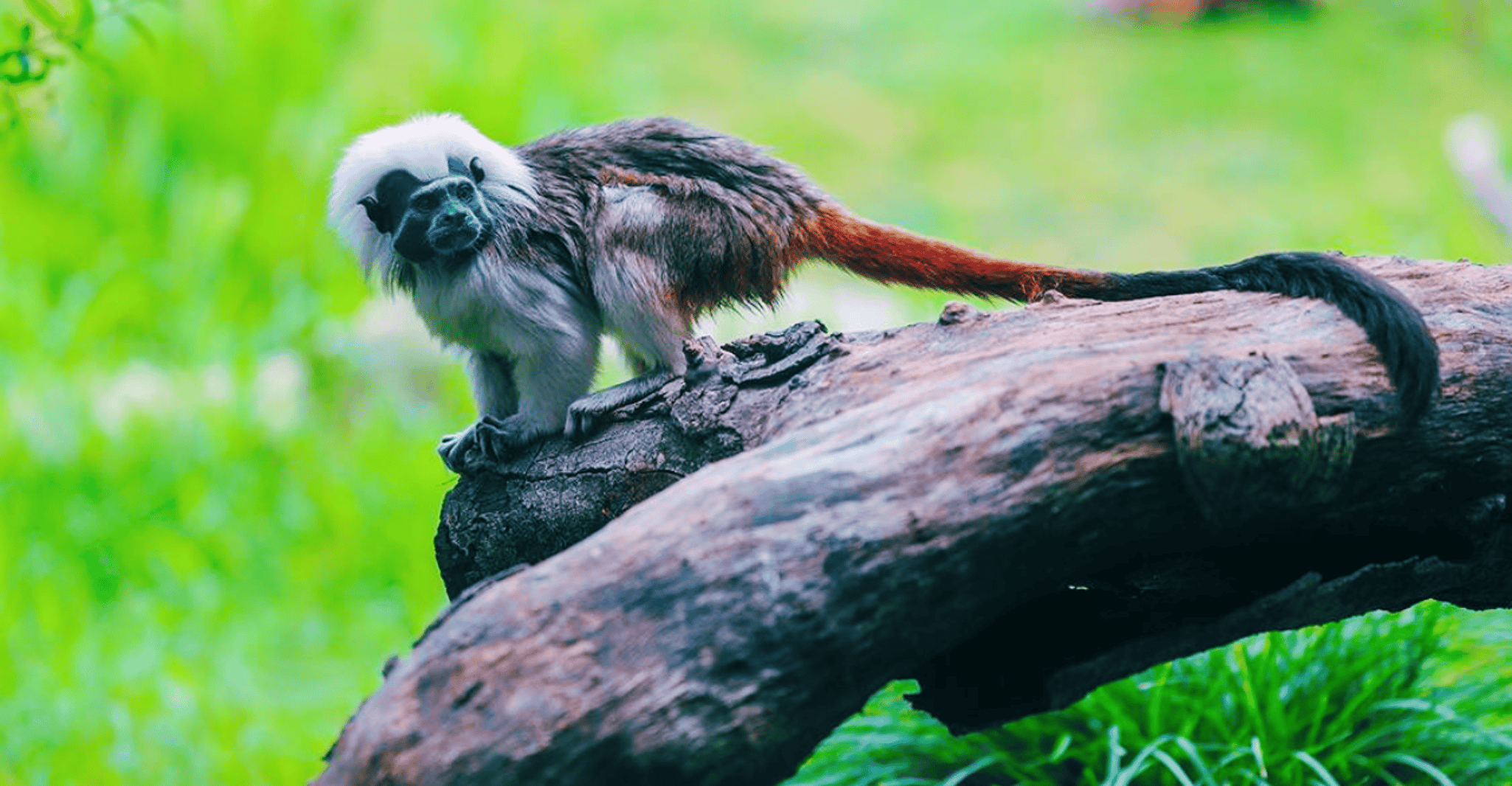 Shanghai: Wild Animal Park Ticket photo 14