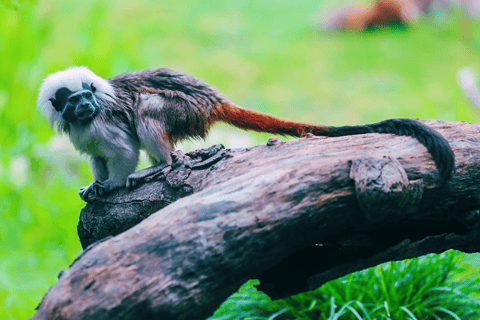 Xangai: Ingresso para o Parque dos Animais Selvagens