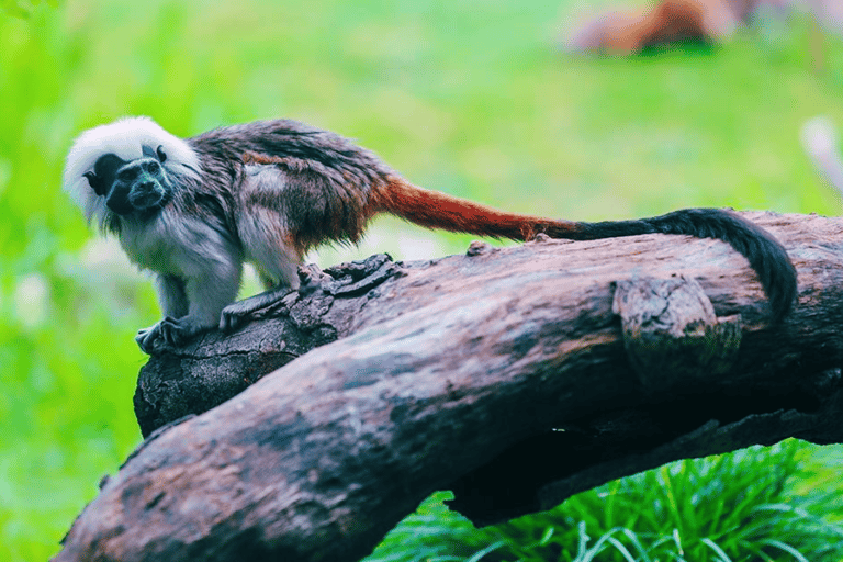 Shanghai: Wild Animal Park Ticket