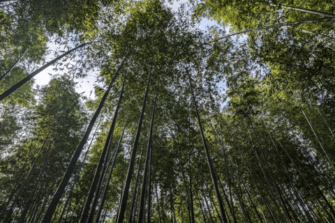 Private Tour nach Arashiyama und Uji mit spanischsprachigem Guide