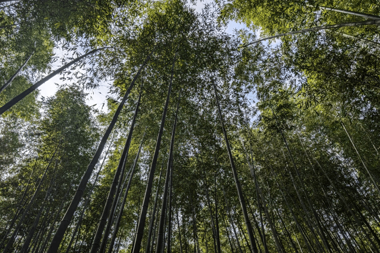 Privat tur till Arashiyama och Uji med spansktalande guide