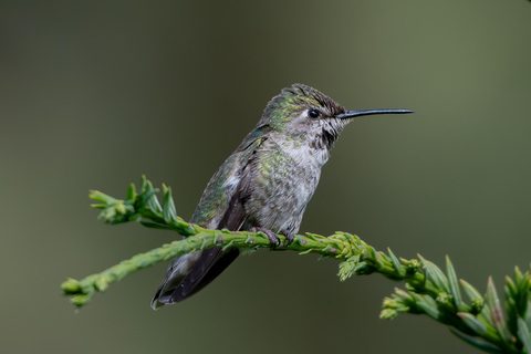 San Francisco: Golden Gate Park Wildlife Tour