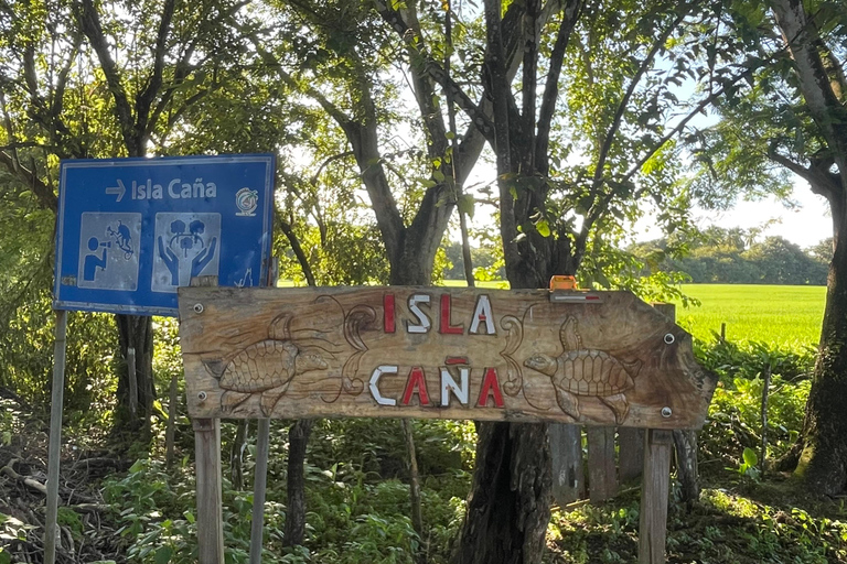 Isla Cañas: Newborn Turtle Release Tour with Breakfast