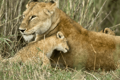 6 Day Best of Tanzania Northern Circuit Safari