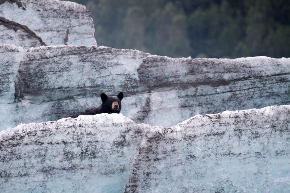 Girdwood, Bears, Trains, & Icebergs Tour - Housity