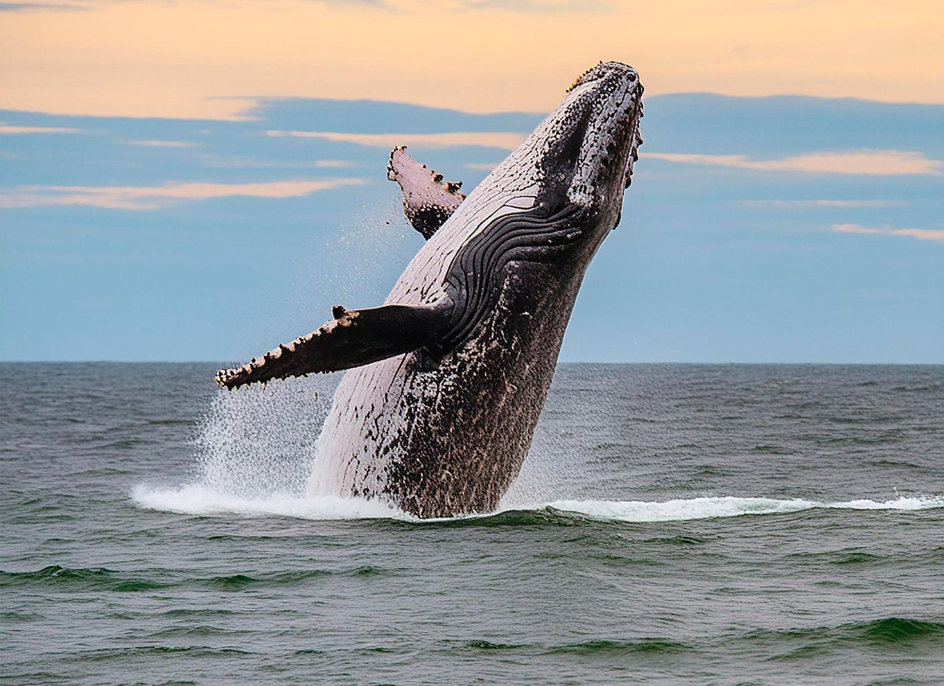Azorerne: Hvalobservation og bådtur til småøer med marinbiolog