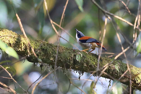 Kathmandu Valley: Bird Watching Tour with Guide