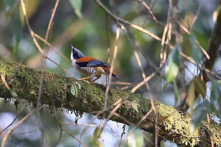 Kathmandu Valley: Bird Watching Tour with Guide