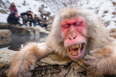 Nagano Tokyo: Snow Monkey Private Day Tour Hotel Pick & Drop Snow Monkey Private Day Tour Hotel Pick & Drop Off In Crown