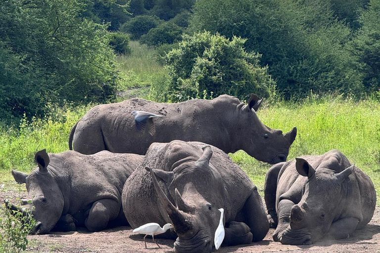 Nairobi: National Park Half-Day Safari with Hotel Pick-Up