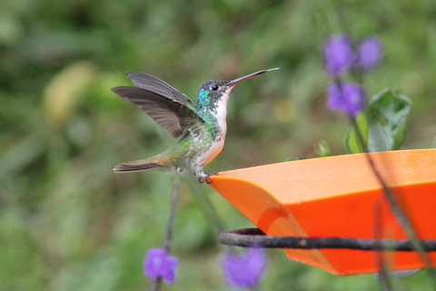 Cali: paraíso terrenal de los colibríesCali: Observación y fotografía de colibríes