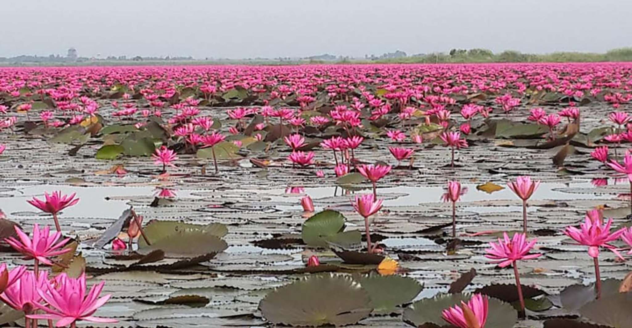 Red Lotus Lake & Banchiang tour - Hizvo