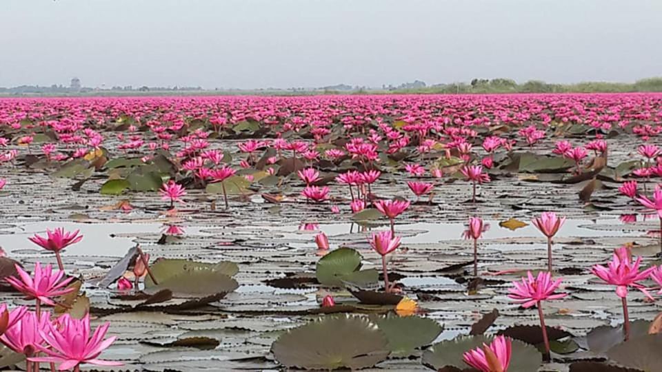 Lotus : visite guidée d'une sacrée fleur