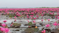 Red Lotus Lake & Banchiang tour - Hizvo