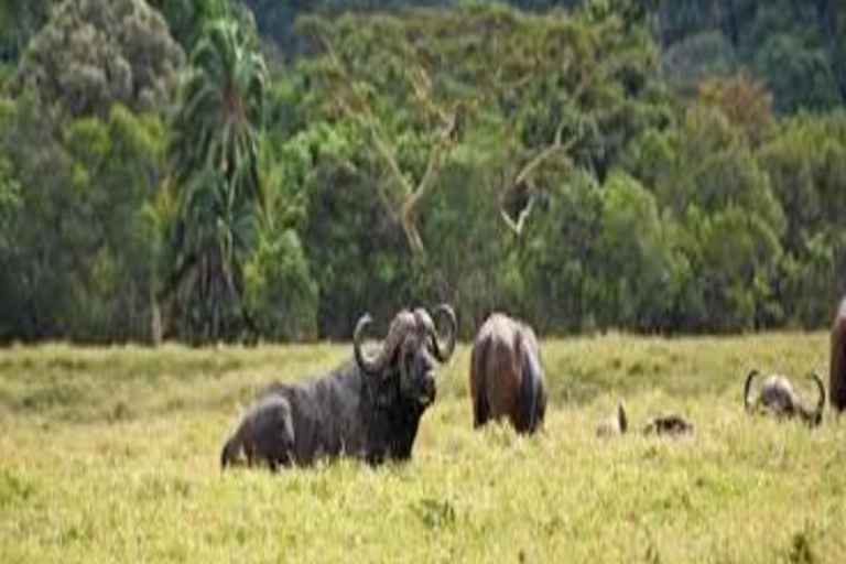 Arusha: Excursão de um dia ao Parque Nacional com Safari a Pé