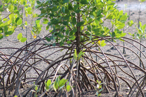 Bagek Kembar: Mangrove & Stingless Beekeeping Experience