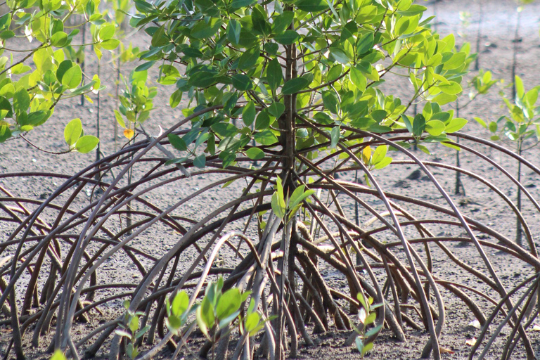 Bagek Kembar: Mangrove & Stingless Beekeeping Experience