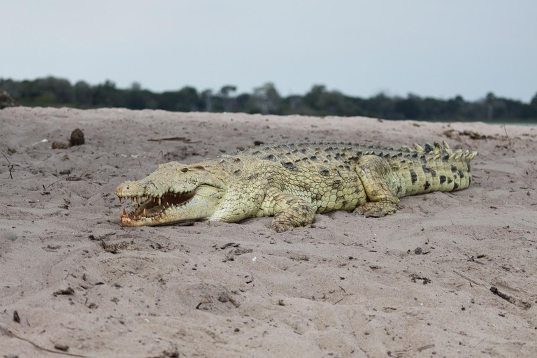 Parque Nacional da Tanzânia: 2 dias 1 noite Selous a partir de Zanzibar