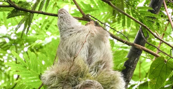 La Fortuna: Sloth and Wildlife Sightseeing Tour at Pilo Oasis