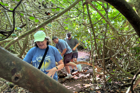 Oahu: Waterfall Hike via Scenic South Shore Drive