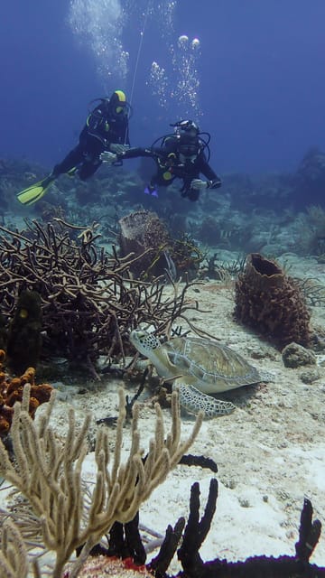 Discover Scuba Diving in Cozumel 2 Tanks | GetYourGuide