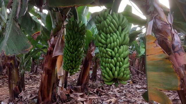 Kanarische Weinprobe und Bananenplantagen-Tour auf Teneriffa