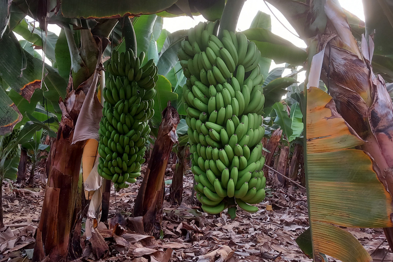 Canarian Wine Tasting and Banana Plantation Tour in Tenerife