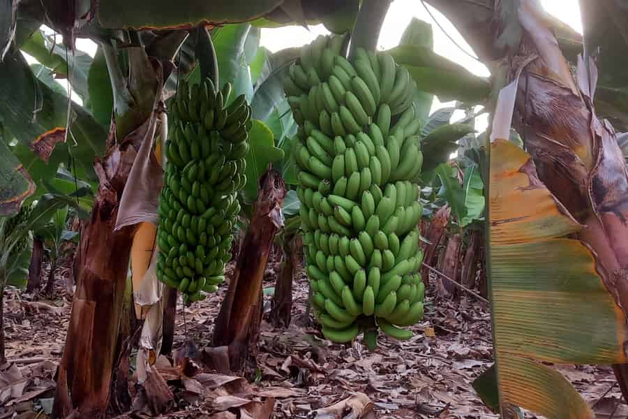 Kanarische Weinprobe und Bananenplantagen-Tour auf Teneriffa. Foto: GetYourGuide Kanarische Weinprobe und Bananenplantagen-Tour auf Teneriffa. Foto: GetYourGuide