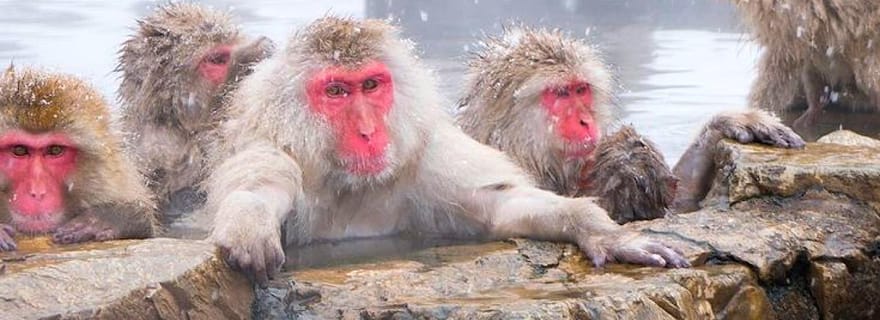 Depuis Tokyo/Nagano : Excursion privée d'une journée dans le parc des singes des neiges