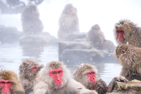 从东京/长野出发 : 私人雪猴公园全日游来自东京