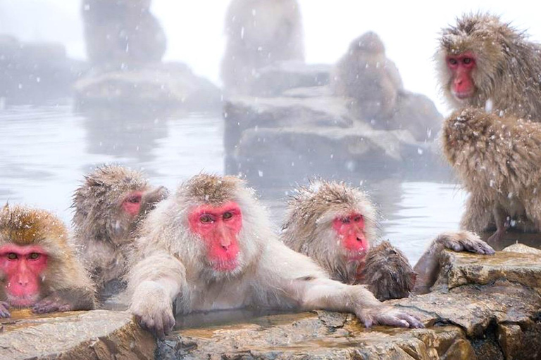 从东京/长野出发 : 私人雪猴公园全日游来自东京